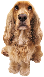 dog with long golden hair